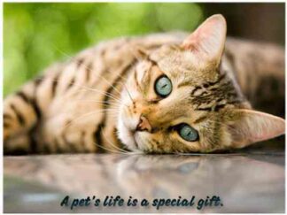 A pet's life is a special gift postcard