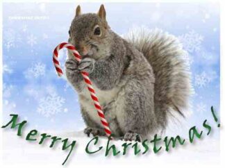 1230 Merry Christmas - Squirrel w/candy cane