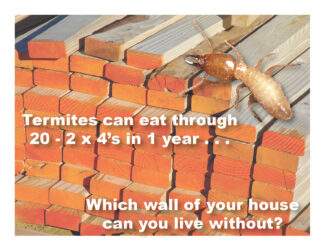 2305 2 x 4 Termite Postcard