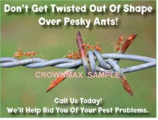 2521 Pesky Ants!