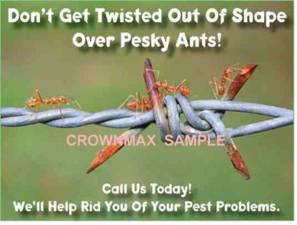 2521 pesky ants!