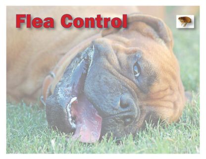 2604 flea control - boxer